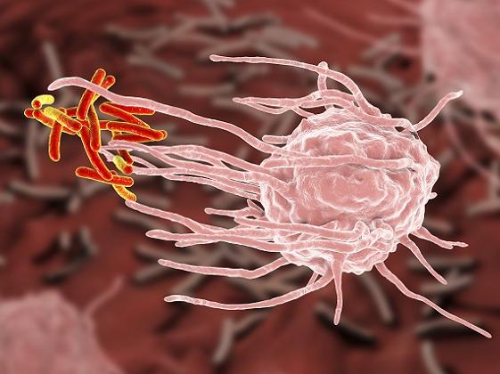 macrophage englufing mycobacterium tuberculosis