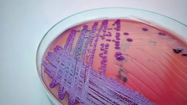 Burkholderia pseudomallei