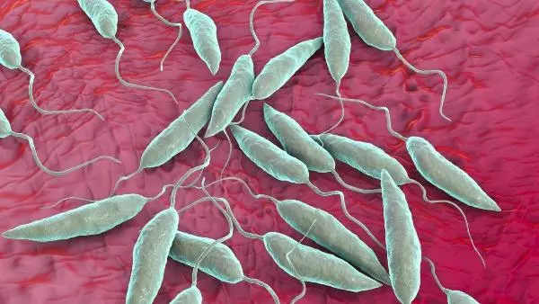 Leishmania