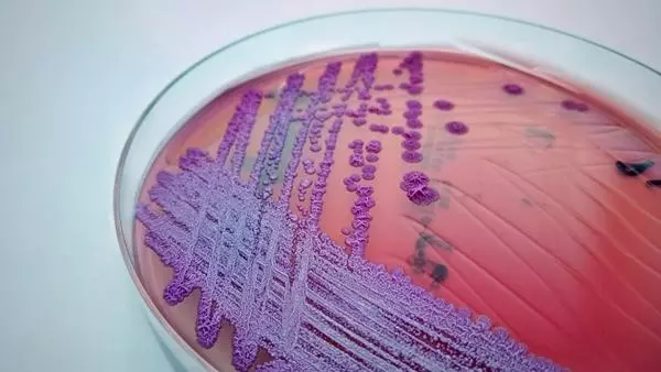 burkholderia pseudomallei