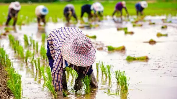 Workers in rice fields