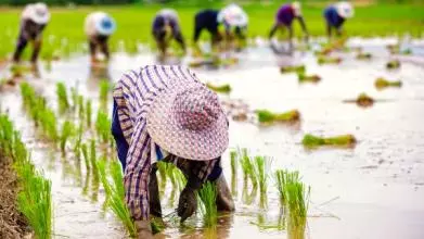 Workers in rice fields