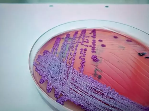 Burkholderia pseudomallei