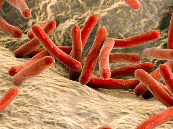 Mycobacterium leprae