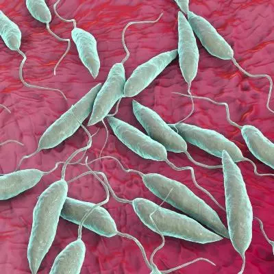 Leishmania