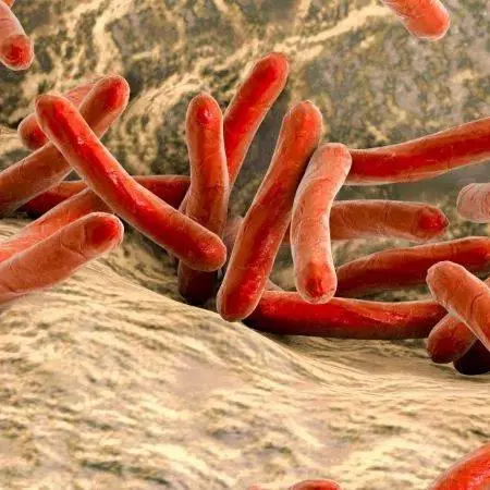 Mycobacterium leprae