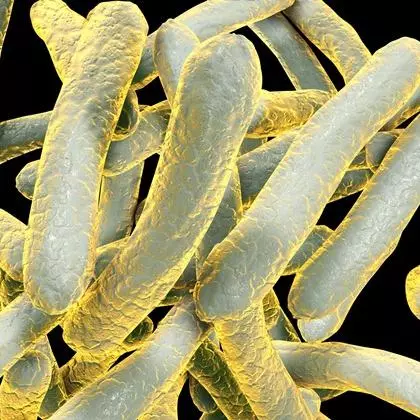 Mycobacterium tuberculosis