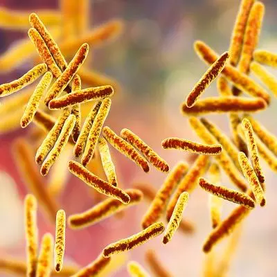 Mycobacterium tuberculosis