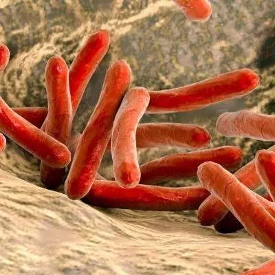 mycobacterium leprae