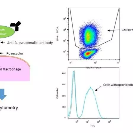 Establishment of a functional assay panel to evaluate the role of antibodies in defence against melioidosis and TB
