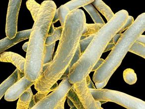 Mycobacterium tuberculosis