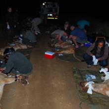 lion capture  procedure